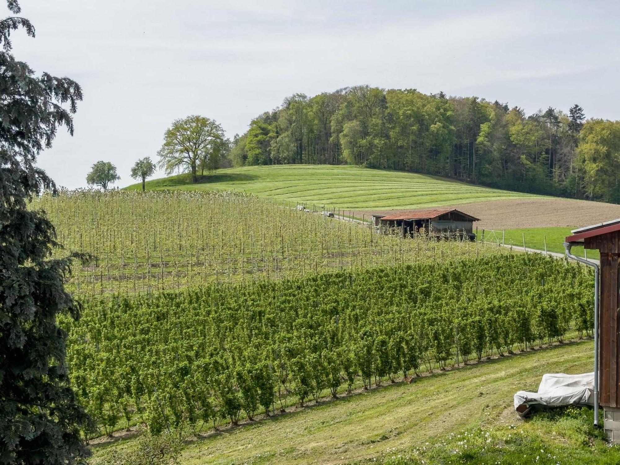 Ferienwohnung Lang Kressbronn am Bodensee Ngoại thất bức ảnh