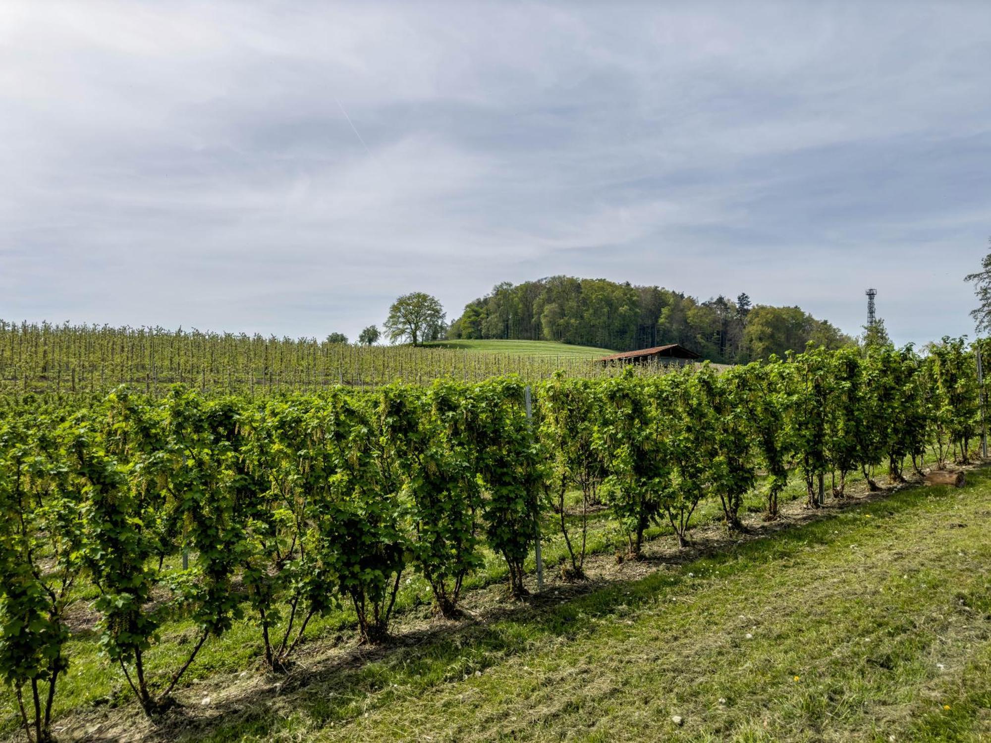 Ferienwohnung Lang Kressbronn am Bodensee Ngoại thất bức ảnh